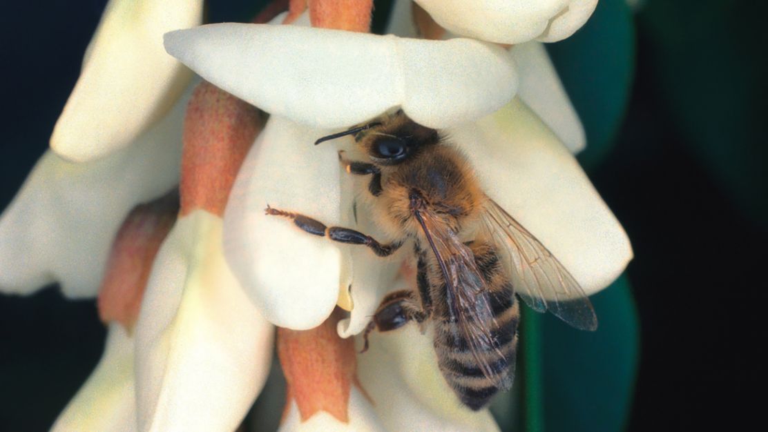 Kranjska čebela, avtohtona slovenska pasma