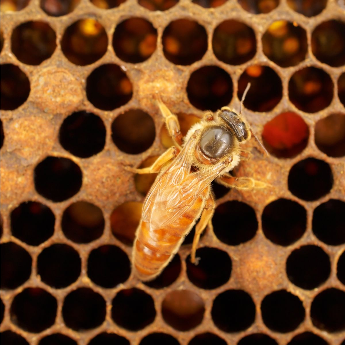 queen_bee