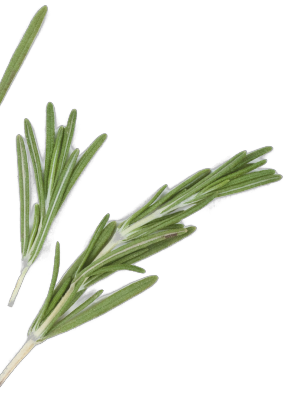 plant-7